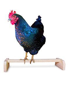 Barnyard Chicken Perch Toy
